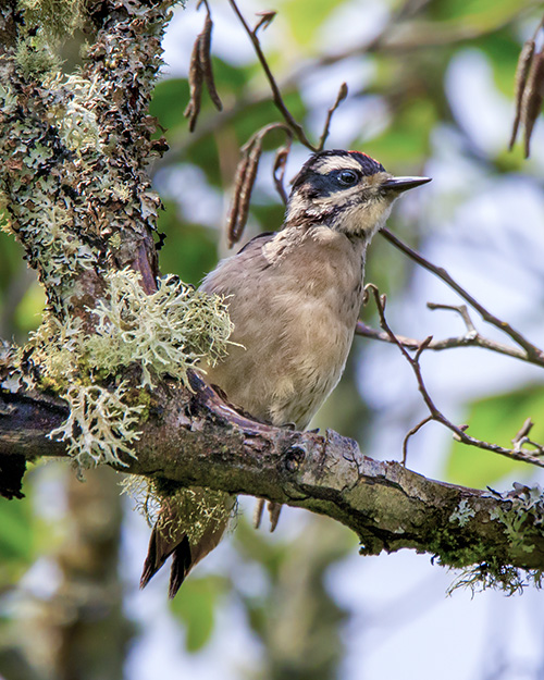 Juvenile Downy Woodpecker