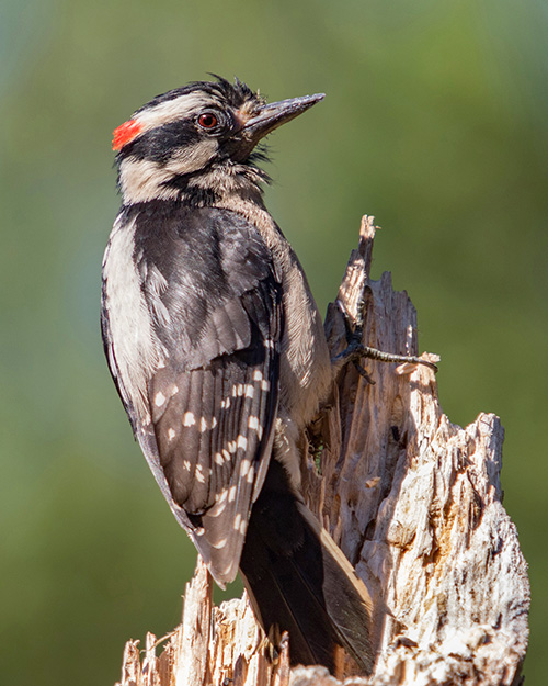 Juvenile Downy Woodpecker