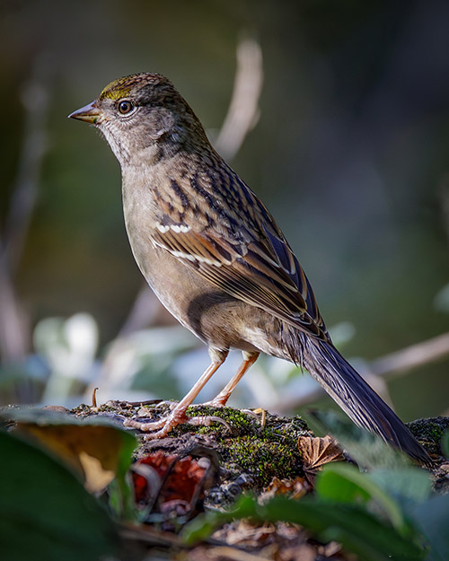  Golden-crowned Sparrow