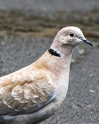 Eurasion Collered Dove