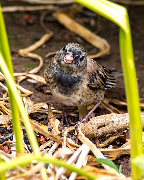 Juvenile Dark-eyed Junco (Oregon)