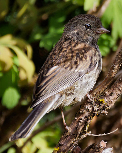 Juvenile Dark-eyed Junco (Oregon)
