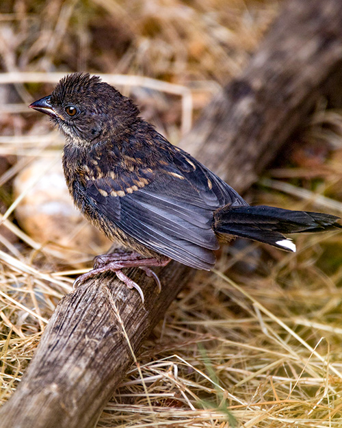 Juvenile Spotted Towhee