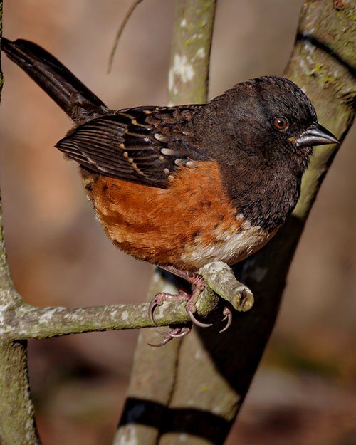 Immature Spotted Towhee