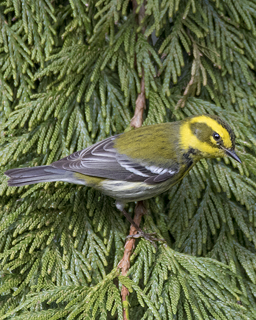 Black-throated Gray Warbler