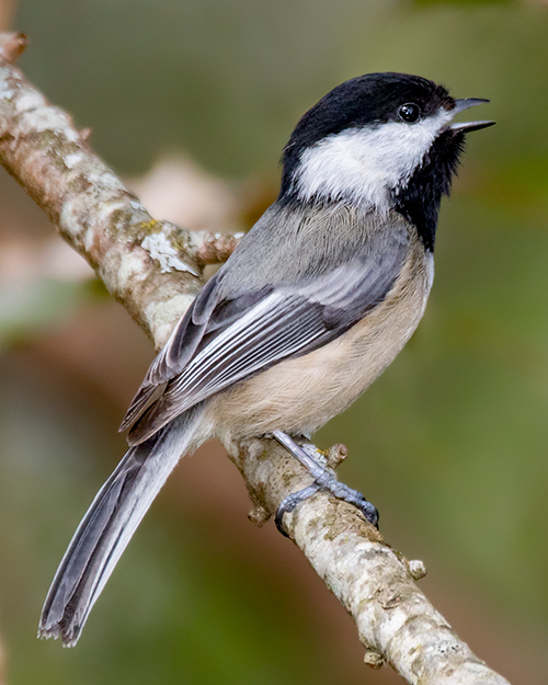Black-capped Chickadee