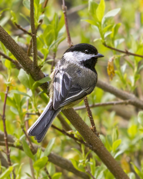 Black-capped Chickadee