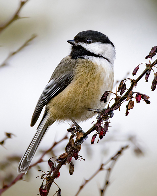 Black-capped Chickadee