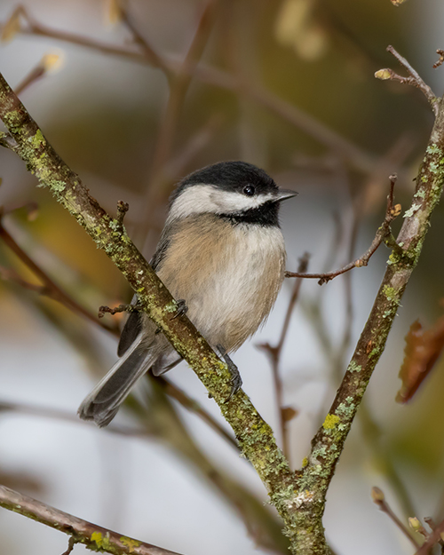 Black-capped Chickadee
