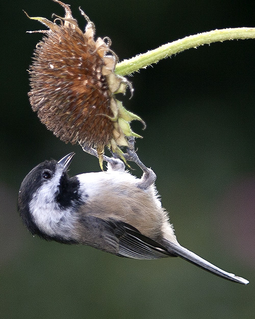 Black-capped Chickadee