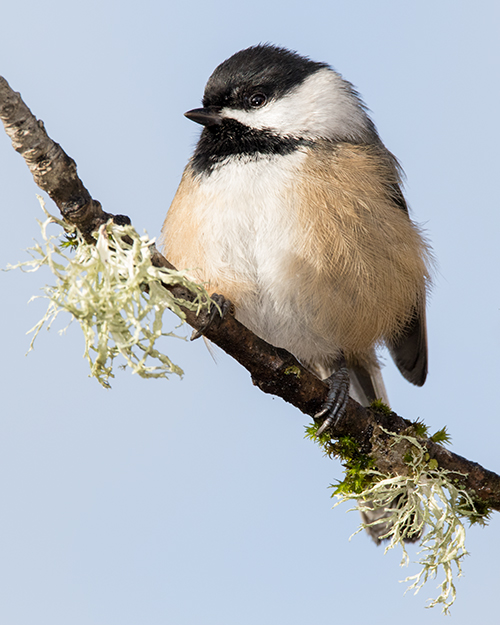 Black-capped Chickadee