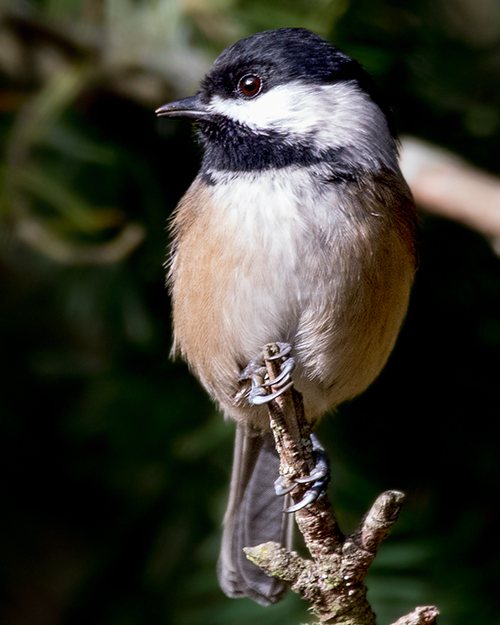Black-capped Chickadee