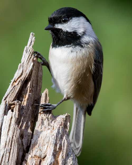 Black-capped Chickadee