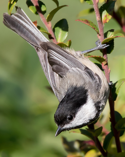 Black-capped Chickadee