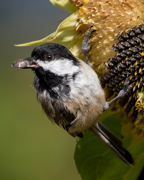 Black-capped Chickadee