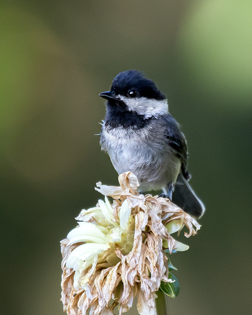 Black-capped Chickadee