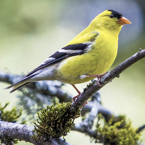 American Goldfinch