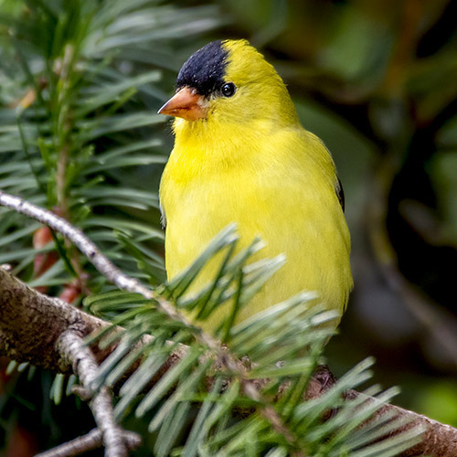 American Goldfinch