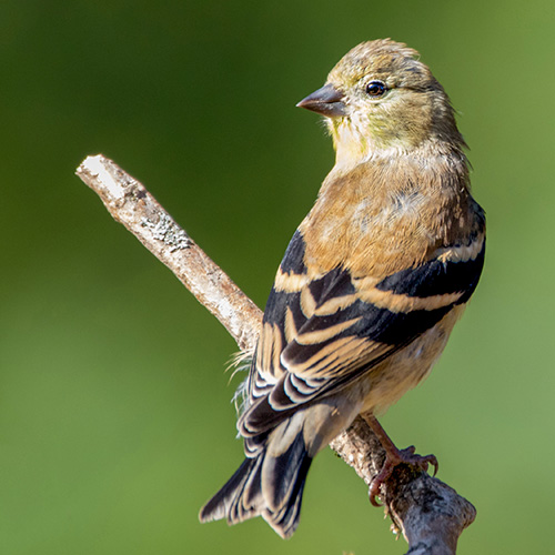 American Goldfinch