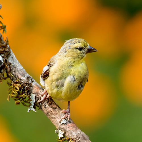 American Goldfinch