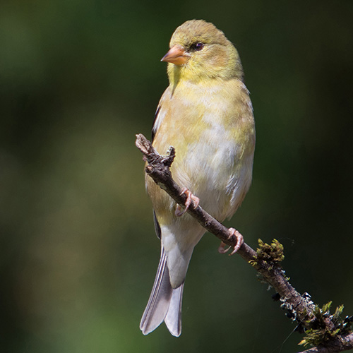 American Goldfinch