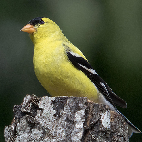 American Goldfinch