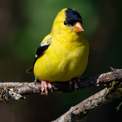 American Goldfinch