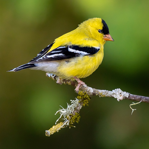 American Goldfinch