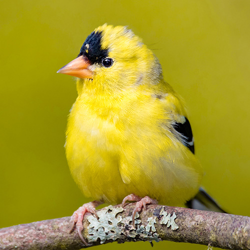 American Goldfinch