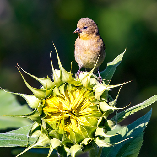 American Goldfinch