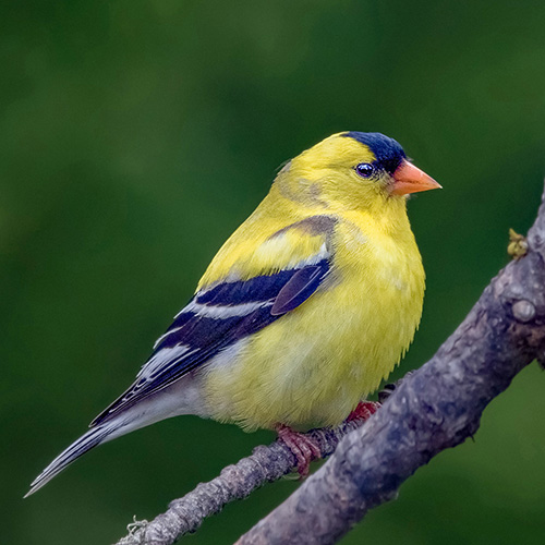 American Goldfinch