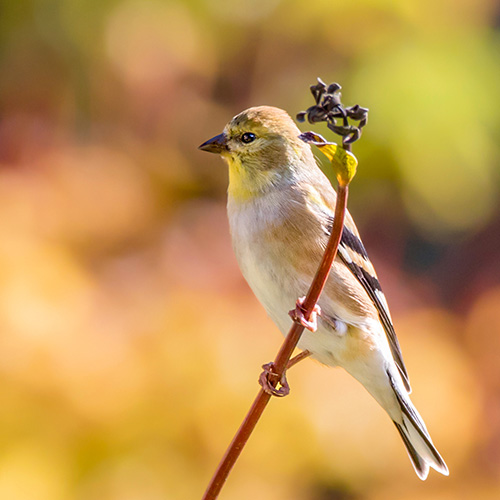 American Goldfinch