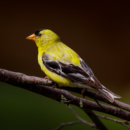 American Goldfinch