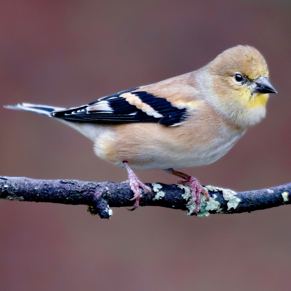 American Goldfinch