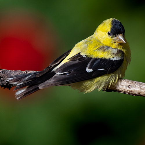 American Goldfinch