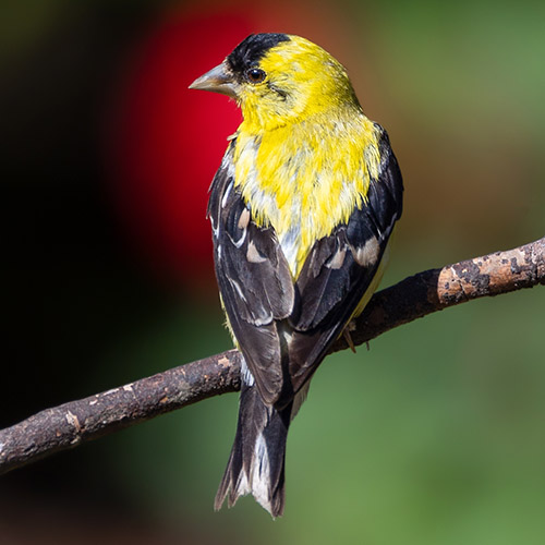 American Goldfinch