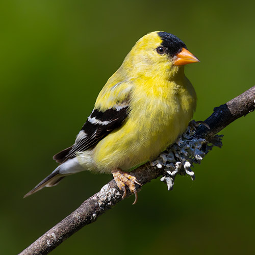 American Goldfinch