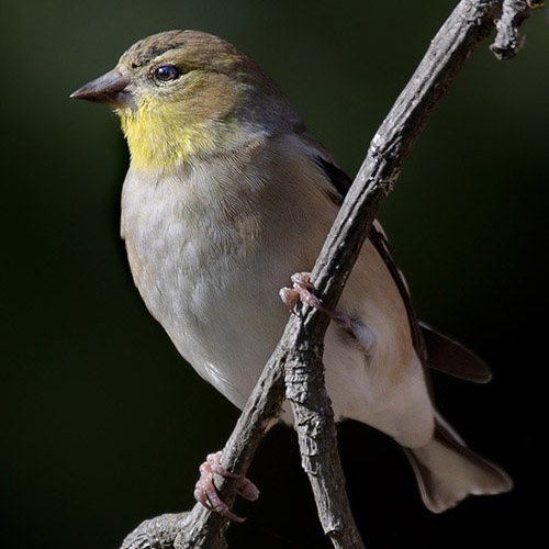 American Goldfinch