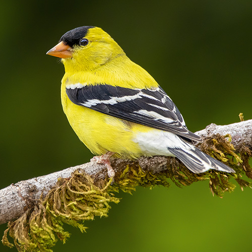 American Goldfinch