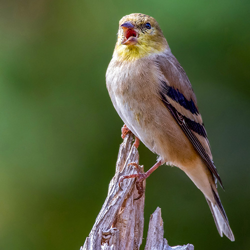 American Goldfinch