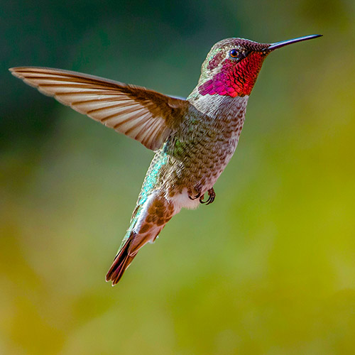 Anna's Hummingbird