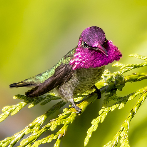 Anna's Hummingbird