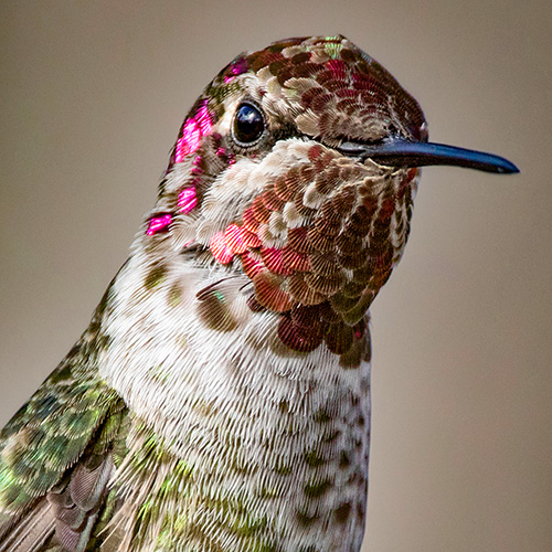 Anna's Hummingbird