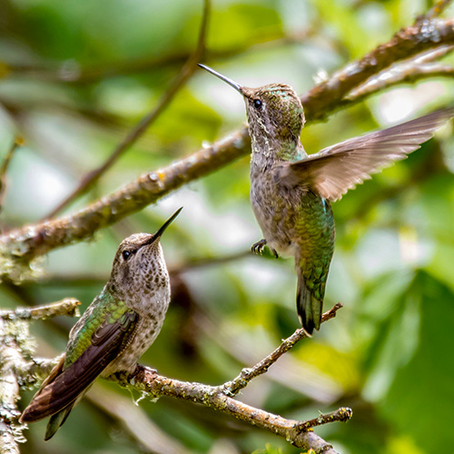 Anna's Hummingbird