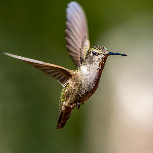 Anna's Hummingbird