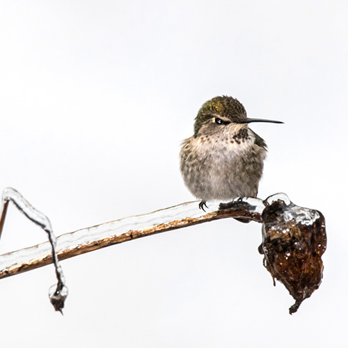 Anna's Hummingbird