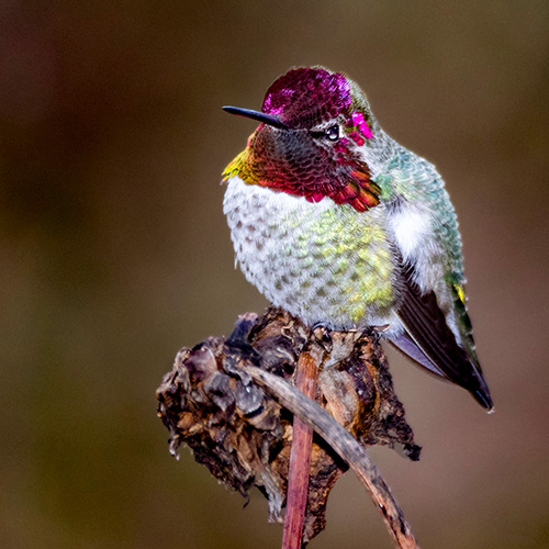 Anna's Hummingbird