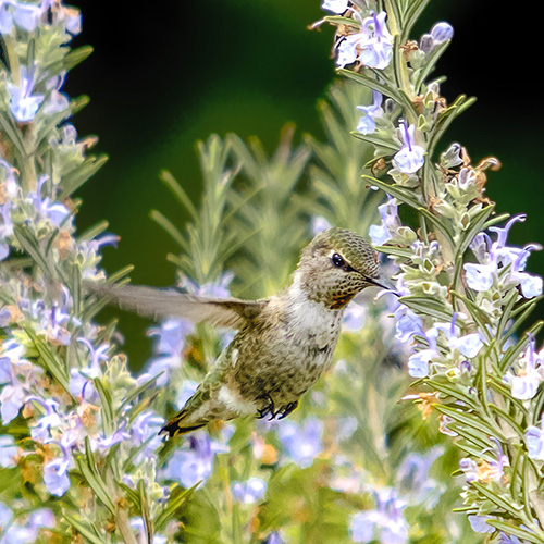 Anna's Hummingbird