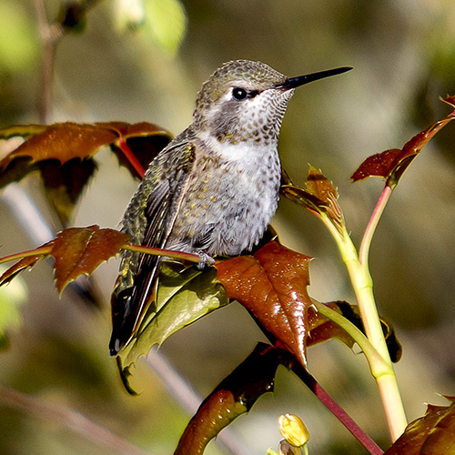 Anna's Hummingbird