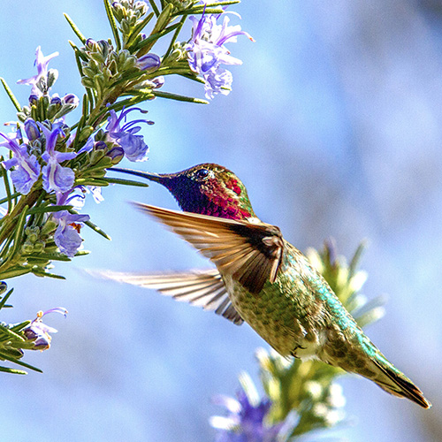 Anna's Hummingbird